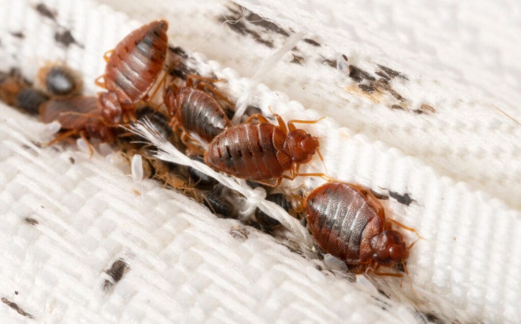 10 SHOCKING FACTS ABOUT BED BUGS YOU NEED TO KNOW